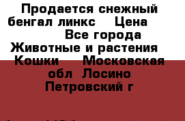 Продается снежный бенгал(линкс) › Цена ­ 25 000 - Все города Животные и растения » Кошки   . Московская обл.,Лосино-Петровский г.